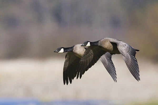 Lesser Canada Geese Flying Past