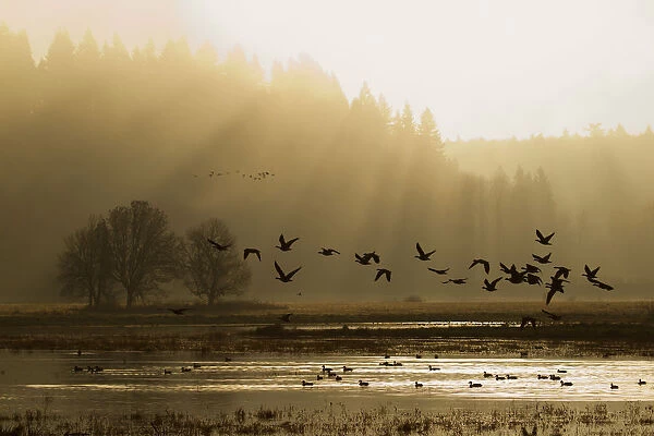 Lesser Canada Geese Taking Flight at Dawn