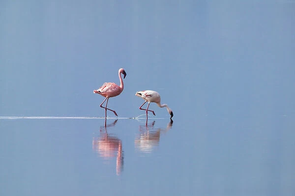 Lesser Flamingoes (Phoenicopterus minor), Lake Nakuru, Kenya