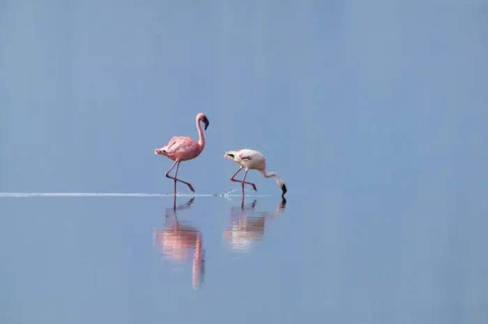 Framed Print : Lesser Flamingoes (Phoenicopterus minor), Lake Nakuru, Kenya