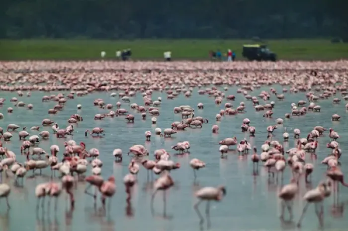 Framed Print : Lesser Flamingoes (Phoenicopterus minor), Lake Nakuru, Kenya