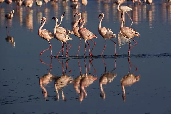Lesser Flamingos displaying, Lake Nakuru National Park, Kenya. Phoenicopterus minor