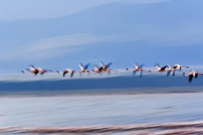 Framed Print : Lesser Flamingos in flight, Lake Nakuru National Park, Kenya. Phoenicopterus minor Framed Print : Lesser Flamingos in flight, Lake Nakuru National Park, Kenya. Phoenicopterus minor