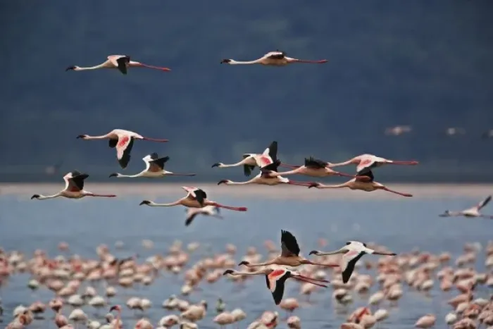 Framed Print : Lesser Flamingos in flight, Lake Nakuru National Park, Kenya. Phoenicopterus minor Framed Print : Lesser Flamingos in flight, Lake Nakuru National Park, Kenya. Phoenicopterus minor