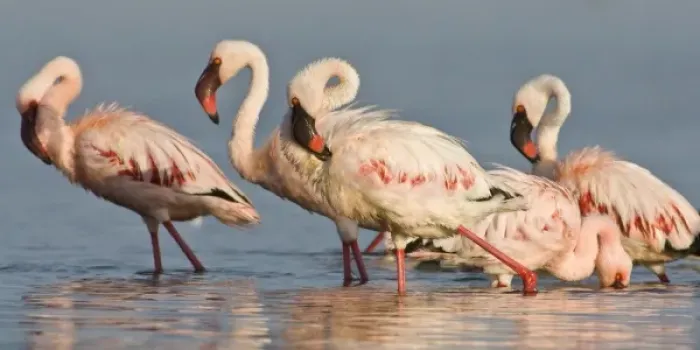 Framed Print : Lesser Flamingos at Lake Nakuru NP, Kenya