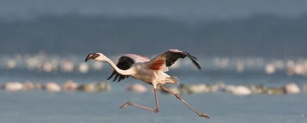 Lesser Flamingos at Lake Nakuru NP, Kenya