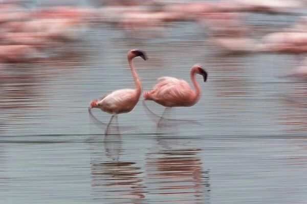 Lesser Flamingos in motion, Phoenicopterus minor, Lake Nakuru National Park, Kenya
