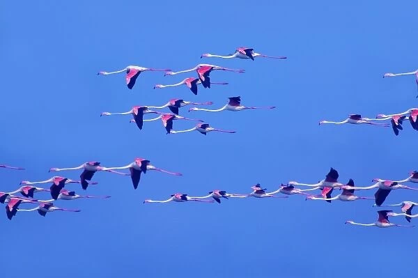 Lesser Flamingos (Phoeniconaias minor) on Lake Chilka, Barkul, Orissa