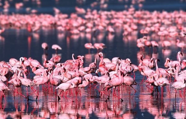 Lesser Flamingos (Phoeniconaias minor), Africa, Kenya, Lake Nakuru