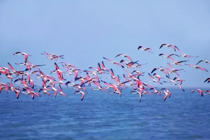 Framed Print : Lesser Flamingos (Phoeniconaias minor) on Lake Chilka, Barkul, Orissa