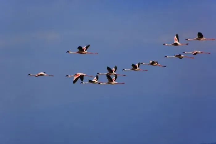 Framed Print : Lesser Flamingos, Phoenicopterus minor, in flight, Lake Nakuru National Park, Kenya Framed Print : Lesser Flamingos, Phoenicopterus minor, in flight, Lake Nakuru National Park, Kenya