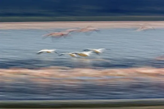 Framed Print : Lesser Flamingos, Phoenicopterus minor and White Pelicans, Pelacannus onocrotalus Framed Print : Lesser Flamingos, Phoenicopterus minor and White Pelicans, Pelacannus onocrotalus