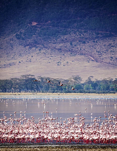 Lesser flamingos rest and feed in Lake Magadi inside Ngorongoro Crater, Tanzania