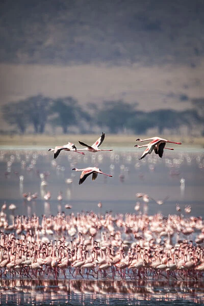 Lesser flamingos rest and feed in Lake Magadi inside Ngorongoro Crater, Tanzania