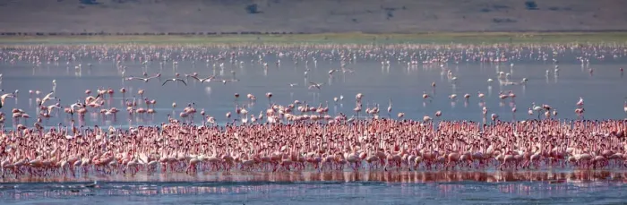 Framed Print : Lesser flamingos rest and feed in Lake Magadi inside Ngorongoro Crater, Tanzania