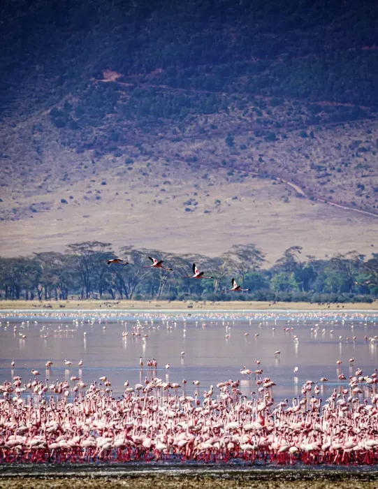 Framed Print : Lesser flamingos rest and feed in Lake Magadi inside Ngorongoro Crater, Tanzania