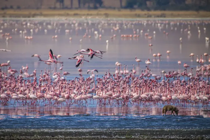 Framed Print : Lesser flamingos rest and feed in Lake Magadi inside Ngorongoro Crater, Tanzania Framed Print : Lesser flamingos rest and feed in Lake Magadi inside Ngorongoro Crater, Tanzania