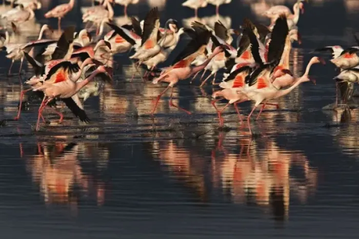 Framed Print : Lesser Flamingos taking to flight, Lake Nakuru National Park, Kenya. Phoenicopterus minor Framed Print : Lesser Flamingos taking to flight, Lake Nakuru National Park, Kenya. Phoenicopterus minor