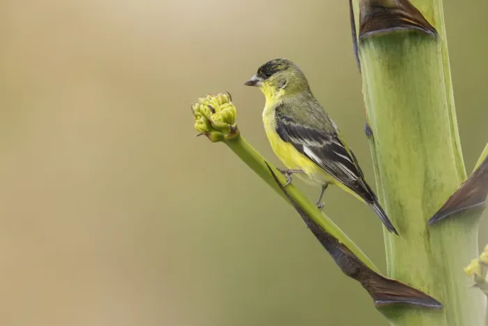 Framed Print : Lesser goldfinch Framed Print : Lesser goldfinch
