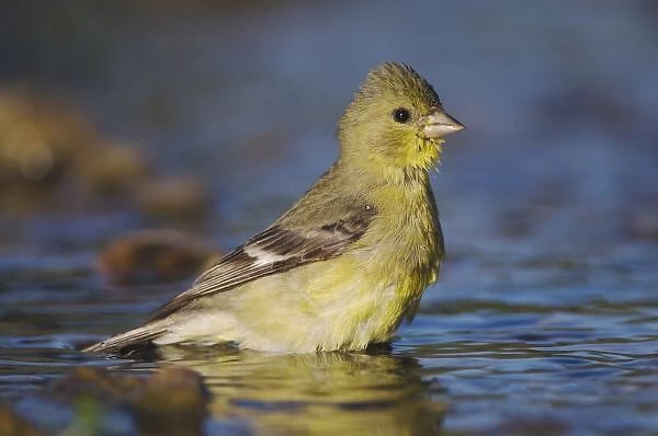 Lesser Goldfinch, Carduelis psaltria, female bathing, Willacy County, Rio Grande Valley