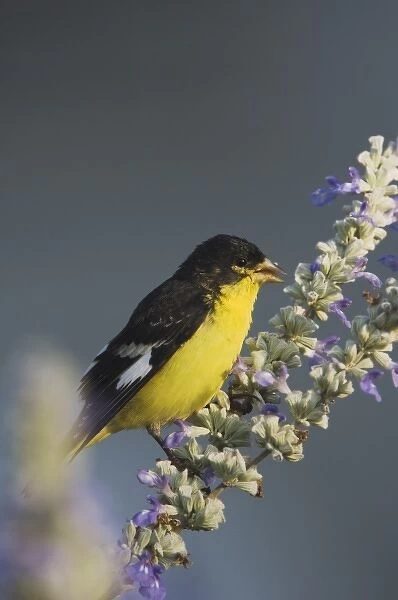 Lesser Goldfinch, Carduelis psaltria, black-backed male on Mealy sage (Salvia farinacea)