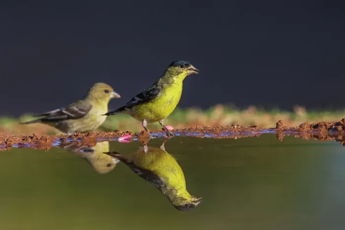 Framed Print : Lesser goldfinch pair getting a drink, USA, Arizona Framed Print : Lesser goldfinch pair getting a drink, USA, Arizona