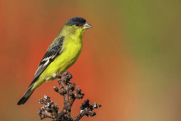 Lesser goldfinch posing on cactus stem, Southern California, USA
