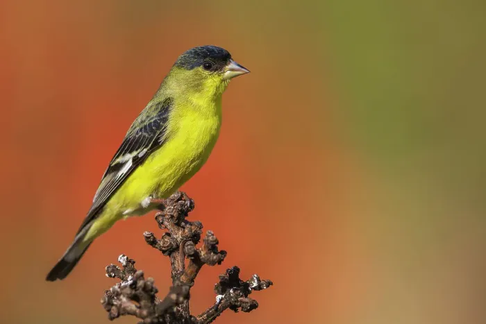 Framed Print : Lesser goldfinch posing on cactus stem, Southern California, USA Framed Print : Lesser goldfinch posing on cactus stem, Southern California, USA