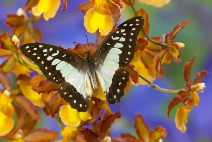 Framed Print : The Lesser Jay Butterfly, Graphium evemon orthia Framed Print : The Lesser Jay Butterfly, Graphium evemon orthia