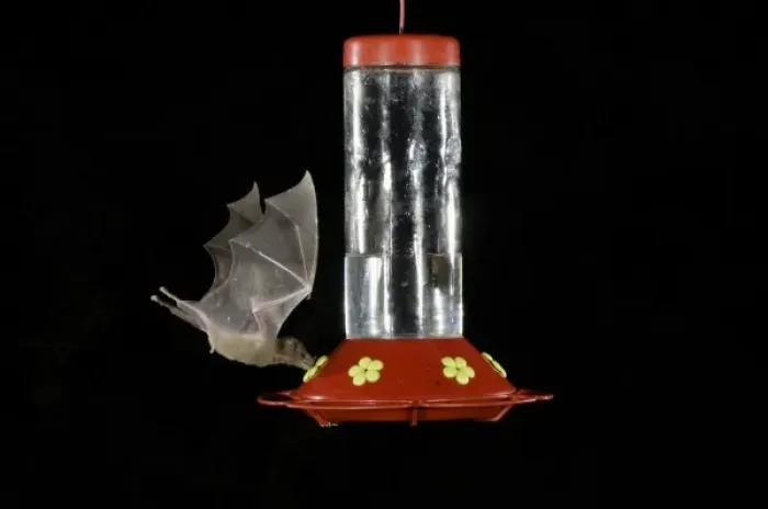 Framed Print : Lesser Long-nosed Bat, Leptonycteris curasoae, adult in flight at night feeding Framed Print : Lesser Long-nosed Bat, Leptonycteris curasoae, adult in flight at night feeding