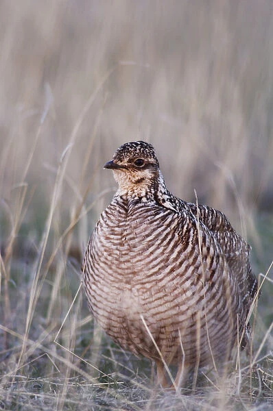 Lesser Prairie-Chicken, Tympanuchus pallidicinctus, female, Canadian, Panhandle, Texas