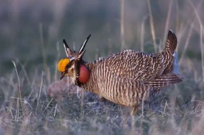 Framed Print : Lesser Prairie-Chicken, Tympanuchus pallidicinctus, male displaying vocal sac inflated Framed Print : Lesser Prairie-Chicken, Tympanuchus pallidicinctus, male displaying vocal sac inflated