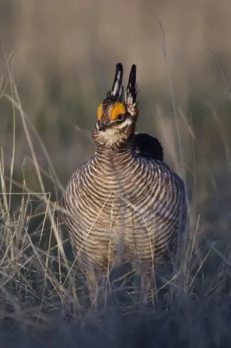 Framed Print : Lesser Prairie-Chicken, Tympanuchus pallidicinctus, male on lek displaying, Canadian Framed Print : Lesser Prairie-Chicken, Tympanuchus pallidicinctus, male on lek displaying, Canadian