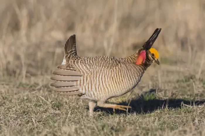 Framed Print : Lesser Prairie Chicken (Tympanuchus pallidicinctus) on lek