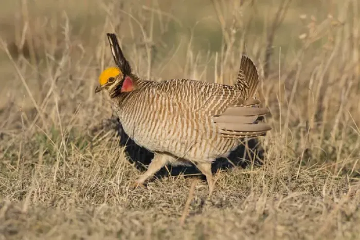 Framed Print : Lesser Prairie Chicken (Tympanuchus pallidicinctus) on lek Framed Print : Lesser Prairie Chicken (Tympanuchus pallidicinctus) on lek