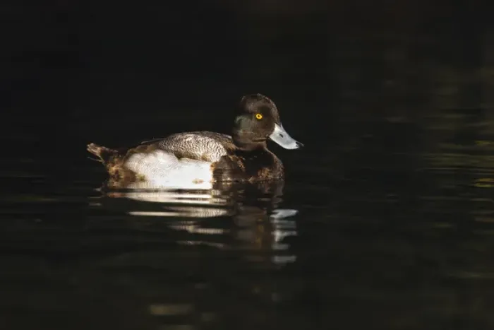 Framed Print : Lesser Scaup (Aythya affinis) male reflected in dark water, Texas Framed Print : Lesser Scaup (Aythya affinis) male reflected in dark water, Texas