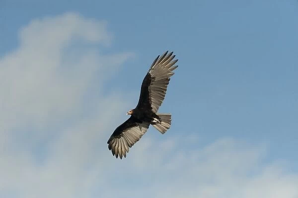 Lesser Yellow-headed Vulture (Cathartes burrovianus), Sian Ka an Biosphere Reserve