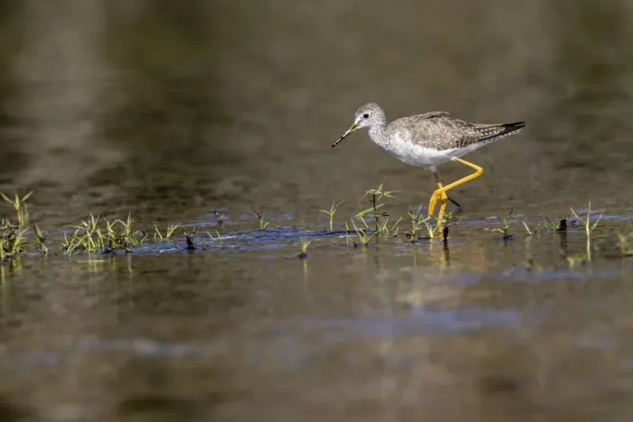 Framed Print : Lesser yellowlegs, Myakka River State Park, Florida Framed Print : Lesser yellowlegs, Myakka River State Park, Florida