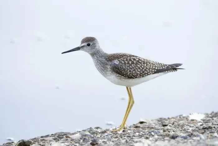Framed Print : Lesser yellowlegs, Tringa flavipes, Stanley Park, British Columbia
