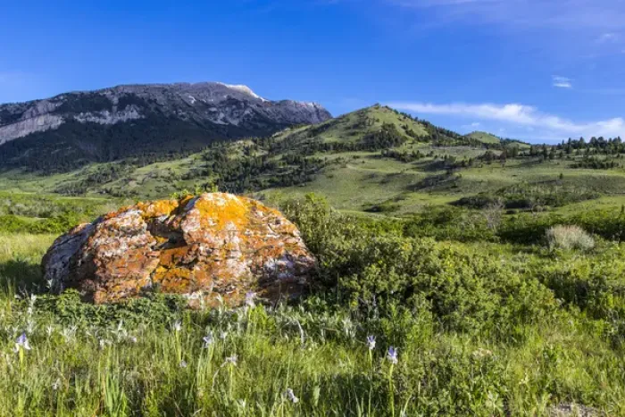 Framed Print : Lichen encrusted rock and wild iris lead to Fairview Mountain along the Rocky Mountain