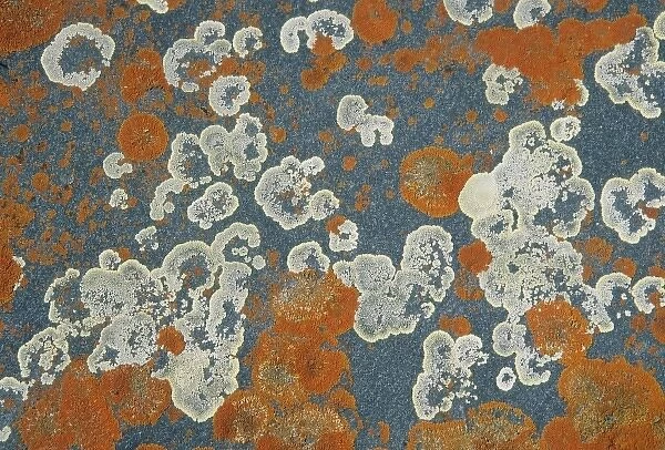 Lichens, lichen-covered rocks, Churchill area, Hudson Bay, Manitoba, Canada