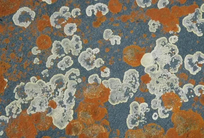 Framed Print : Lichens, lichen-covered rocks, Churchill area, Hudson Bay, Manitoba, Canada