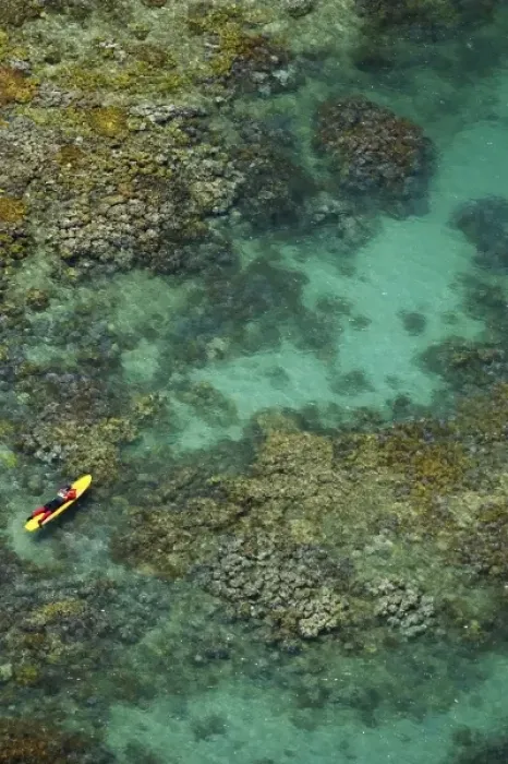 Framed Print : Life Guard and Coral Reef, Low Isles, Great Barrier Reef Marine Park, near Port Douglas
