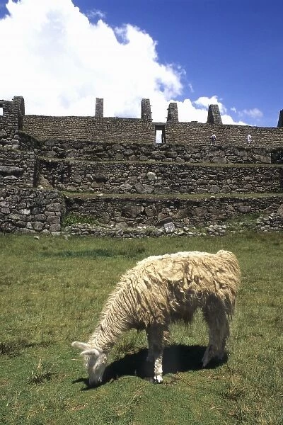 Life in Peru with llama at Machu Picchu ruins in the mountains at very high elevation