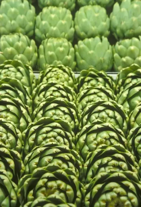 Framed Print : Lifestyle. Rows of green artichokes