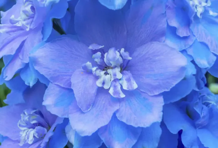 Framed Print : Light Blue and white delphinium larkspur. VanDusen Botanical Garden, Vancouver, British Columbia