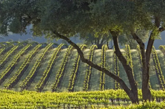Framed Print : Light makes the vines glow in vineyard of Gold Hill Vineyard & Brewery above American River Canyon