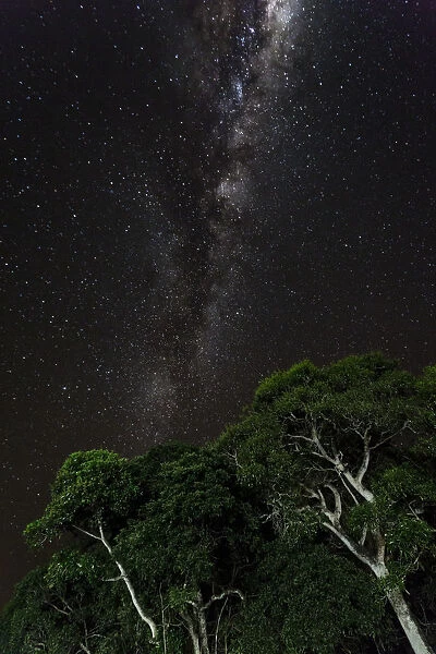 Light painted tree in the foreground with the Milky Way Galaxy in the background of this night photograph taken in the Brazilian Pantanal