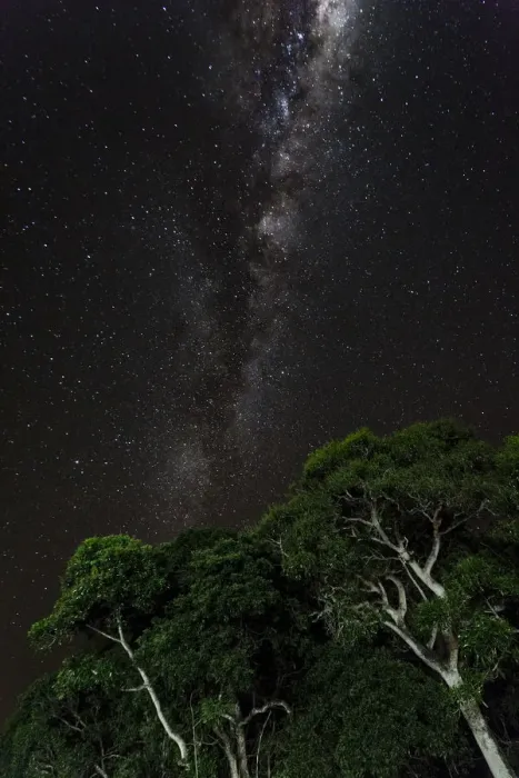 Framed Print : Light painted tree in the foreground with the Milky Way Galaxy in the background of this night photograph taken in the Brazilian Pantanal