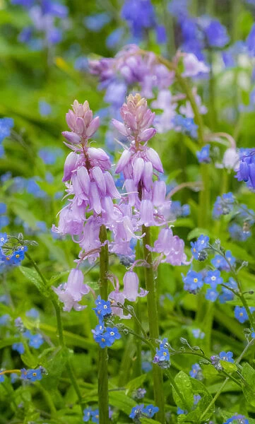 Light pink scilla and blue forget me not springtime flowering